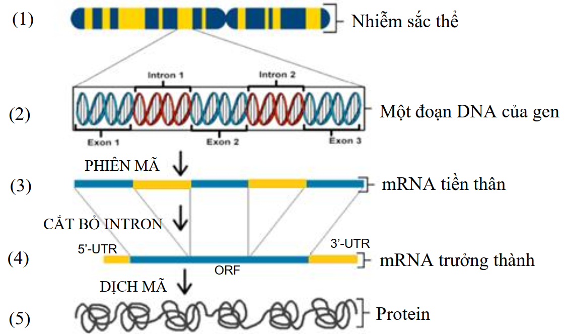Hầu hết gene ở sinh vật nhân thực có cấu trúc phân mảnh: xen giữa các trình tự mã hóa (exon) là các trình tự không mã hóa (intron).  (ảnh 1)