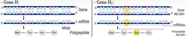 Hình sau đây mô tả gene bình thường (H) và gene đột biến (H1). (ảnh 1)