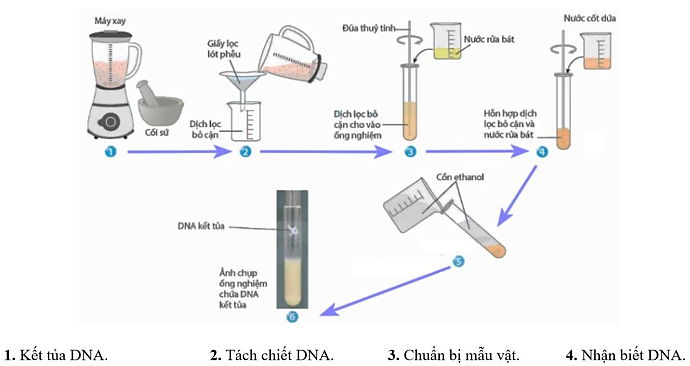 Quy trình dưới đây mô tả các bước tách chiết DNA với mẫu vật là gan gà. Quy trình có thể được tóm tắt thành 4 bước như sau:   Hãy viết liền các số tương ứng với bốn bước theo đúng trình tự của quy trình tách chiết DNA. (ảnh 1)