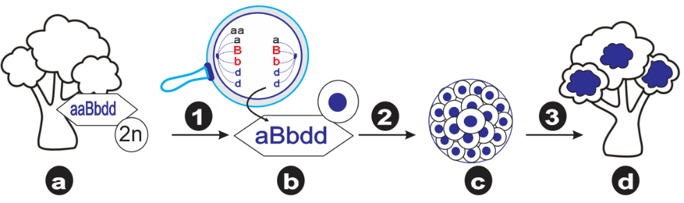 Hình sau đây mô tả việc ứng dụng của đột biến vào tạo giống mới (cơ thể [a] lưỡng bội có 2 cặp NST tương đồng).  Theo lý thuyết, nhận định sau đây là Đúng? (ảnh 1)