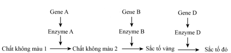 Một loài vật, xét ba cặp gene  phân li độc lập, các gene  quy định enzyme khác nhau cùng tham gia vào một chuỗi phản ứng hóa sinh để tạo nên sắc tố cánh hoa theo sơ đồ sau: (ảnh 1)