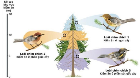 Cho hình ảnh sau   Hình trên (chỉ mang tính tượng trưng) thể hiện con đường hình thành loài: (ảnh 1)