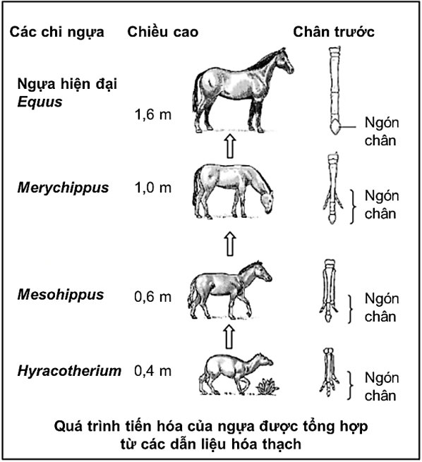 Hình 3 thể hiện quá trình tiến hóa của ngựa được tổng hợp từ các dẫn liệu hóa thạch. Quan sát Hình 3 và cho biết phát biểu nào sau đây là sai khi nói về quá trình tiến hóa của ngựa? (ảnh 1)