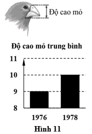 Một nhà khoa học tiến hành khảo sát sự thay đổi độ cao mỏ (mm) của chim sẻ trên một hòn đảo trước và sau hạn hán. (ảnh 1)