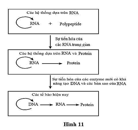 Sơ đồ Hình 11 mô tả quá trình tiến hóa của tế bào. 1. Theo học thuyết tiến hóa hiện đại có thể RNA có trước DNA. 2. Quá trình hình thành các phân tử RNA nằm trong giai đoạn tiến hóa tiền sinh học. (ảnh 1)