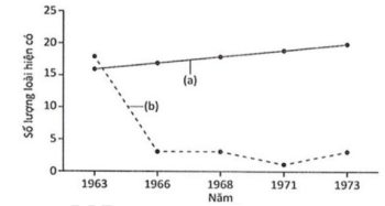 Tại các quần xã ngập nước triều trên bãi đá ở miền Tây Bắc nước Mỹ, có loài sao biển (P. ocharaceus) với độ phong phú thấp, thức ăn chính là loài trai (M. californianous).  (ảnh 1)