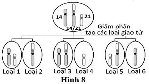 Hình 8 cho thấy các loại giao tử chứa NST 14, 21 và 14/21 có thể được tạo thành từ các tế bào sinh trứng ở một người phụ nữ bị đột biến chuyển đoạn Robertson (một phần của NST 21 gắn vào NST 14). (ảnh 1)