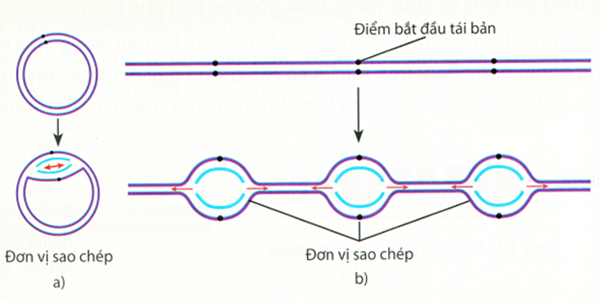 Hình ảnh sau đây mô tả quá trình tái bản DNA của sinh vật nhân thực và sinh vật nhân sơ. Quan sát hình ảnh và cho biết mỗi nhận định sau đây là Đúng hay Sai? (ảnh 1)