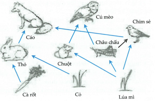 Một lưới thức ăn trong hệ sinh thái được mô tả bằng sơ đồ ở hình 7.   Hình 7 Theo lí thuyết, nếu loài lúa mì bị loại khỏi hệ sinh thái thì ảnh hưởng trực tiếp đến bao nhiêu loài? (ảnh 1)