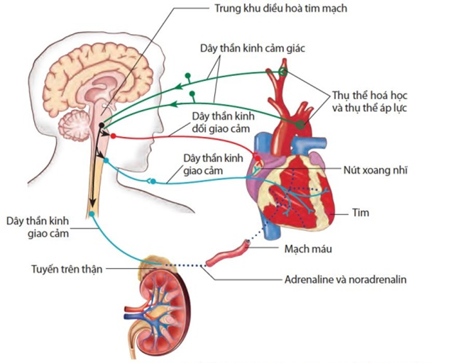 Quan sát hình điều hòa hoạt động tim mạch sau và cho biết mỗi nhận định sau đây là Đúng hay Sai? (ảnh 1)