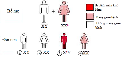 Nghiên cứu về phả hệ của một gia đình liên quan đến bệnh máu khó đông (Hemophilia), đây là một rối loạn hiếm gặp ở người. Bệnh do gene lặn (Xh) nằm trên NST giới tính X quy định. (ảnh 1)