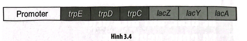 Ở vi khuẩn E. coli có operon Lac (chứa các gene mã hoá cho enzyme phân giải đường lactose) và operon Trp (chứa các gene mã hoá cho enzyme tổng hợp amino acid tryptophan).  (ảnh 1)