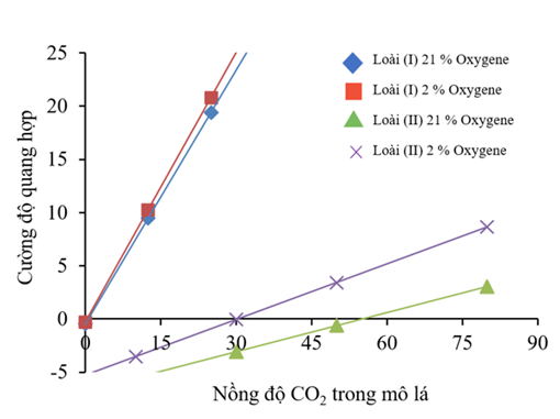 Mối quan hệ giữa cường độ quang hợp và nồng độ CO2 trong mô lá ở loài cây (I) và loài cây (II) được thể hiện ở hình bên dưới. Thí nghiệm được tiến hành trong hai điều kiện môi trường với nồng độ O2 khác nhau, (ảnh 1)