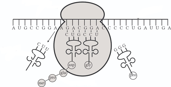 Ở hình bên mô tả qusa trình dịch mã, khi quá trình dịch mã kết thúc chuỗi polipeptide hoàn chỉnh có bao nhiêu amino acid ? (ảnh 1)