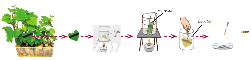 Một thí nghiệm về quang hợp ở thực vật được mô tả trong hình   Thí nghiệm trên nhằm chứng minh quang hợp tạo ra sản phẩm nào? A. Diệp lục.                          B. Tinh bột.                 C. Chất khoáng.                    B. Khí oxygen. (ảnh 1)