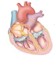 Quan sát hình bên và cho biết mỗi phát biểu dưới đây khi nói về tuần hoàn máu là đúng hay sai? (ảnh 1)