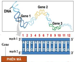 Tổng số liên kết hydrogen của đoạn gene trên là: (ảnh 1)