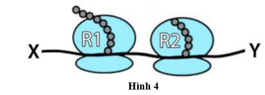 Hình 4 mô tả quá trình dịch mã của mRNA tại hai ribosome R1 và R2   Mỗi ribosome sẽ di chuyển về phía nào trên mRNA?  (ảnh 1)