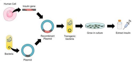 Hình 4 mô tả quy trình công nghệ gene để sản xuất insulin. Phát biểu nào sau đây đúng? (ảnh 1)