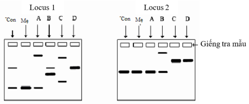 Dưới đây là bản gel điện di các mẫu DNA (ở hai locus thuộc 2 nhiễm sắc thể khác nhau) của một người con, một người mẹ và bốn người đàn ông được nghi là cha của đứa bé (được kí hiệu là 1, 2, 3 và 4).   (ảnh 1)