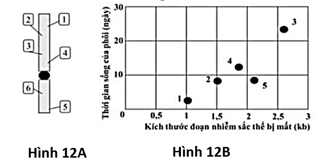 Tiến hành thí nghiệm xử lý phôi của một loài côn trùng gây đột biến mất đoạn NST ở 6 vị trí khác nhau (từ 1 - 6) Hình 12A .  (ảnh 1)