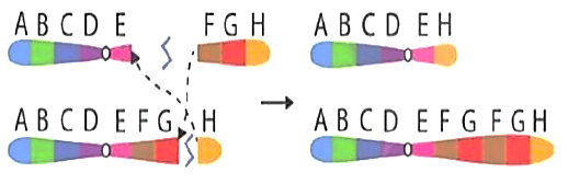 Sơ đồ sau minh họa cho cơ chế phát sinh đột biến cấu trúc nhiễm sắc thể. Phát biểu nào sau đây là sai? (ảnh 1)