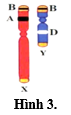 Các gene  trên cặp nhiễm sắc thể (NST) giới tính XY có thể nằm trên vùng tương đồng hoặc vùng không tương đồng. Có 3 gene  A, B, D nằm trên NST giới tính XY như Hình 3. Quan sát Hình 3 và cho biết phát biểu nào sai? (ảnh 1)