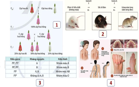 Trong tự nhiên, sự di truyền của nhiều tính trạng không thể giải thích bằng các quy luật của Mendel. Sự di truyền các tính trạng này được giải thích bằng các quy luật di truyền mở rộng học thuyết Mendel. (ảnh 1)