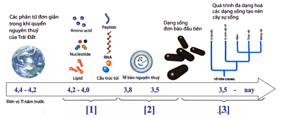 Hình sau đây mô tả các giai đoạn của quá trình phát sinh, phát triển của sự sống trên Trái Đất:       Những phân tử protein đầu tiên trên Trái Đất được tạo ra ở  (ảnh 1)