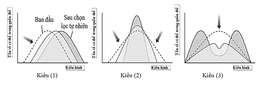 Hình 3 minh họa ba kiểu chọn lọc tự nhiên ảnh hưởng đến quần thể sinh vật. Hình 3 Phát biểu nào sau đây đúng? (ảnh 1)