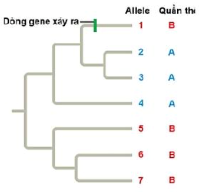 Scott Edwards ở trường Đại học California, Berkeley đã nghiên cứu dòng gene ở loài chim Pomatostomus temporalis có khả năng phát tán trong phạm vi hẹp. (ảnh 1)
