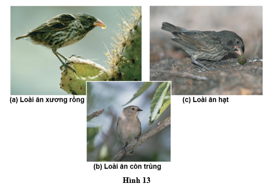 Trong chuyến hải trình trên tàu HMS Beagle, Charles Darwin đến quần đảo Galápagos và quan sát các loài chim sẻ có hình dạng mỏ khác nhau. Hình 13 thể hiện đặc điểm của mỗi loài chim sẻ sống trên một đảo riêng biệt và có khẩu phần ăn khác nhau: (ảnh 1)