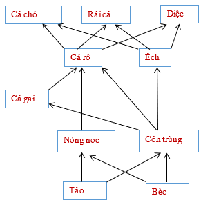 Các mối quan hệ dinh dưỡng trong một con sông được mô tả trong Bảng 2 và Hình 3: (ảnh 2)
