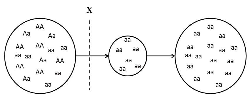 Một nhân tố tiến hóa X tác động vào quần thể theo thời gian được mô tả qua Hình 11 dưới đây: (ảnh 1)