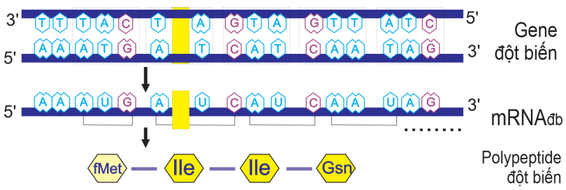 Hình sau đây mô tả gene bình thường (B) và gene đột biến (B1). - Gene B:   - Gene B1:   Nên group lại hai hình, chuyển thành 1 hình để dễ chỉnh Mỗi nhận định sau đây là Đúng hay Sai khi nói về hình trên (ảnh 2)