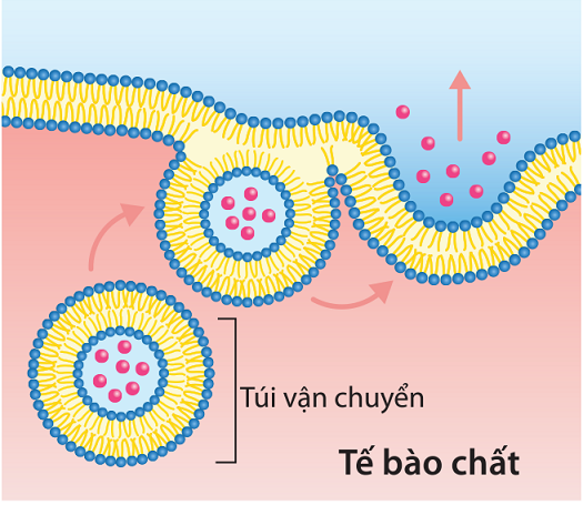 Hình 1 thể hiện sự vận chuyển chất qua màng tế bào theo phương thức  (ảnh 1)