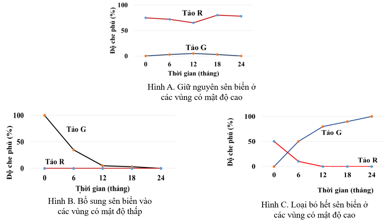 Loài tảo đỏ R có kích thước nhỏ hơn loài tảo lục G. Chúng đều là thức ăn của sên biển (Glaucus atlanticus), sên biển là thức ăn của cua xanh (Scylla paramamosain). (ảnh 1)