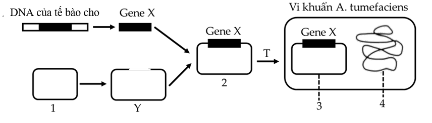 Để tạo giống lúa vàng (golden rice) giàu Beta-caroten góp phần cải thiện tình trạng thiếu vitamin A ở trẻ em, người ta cần chuyển gene X từ một loài thực vật vào cây lúa. Quy trình sử dụng vi khuẩn Agrobacterium tumefaciens (ảnh 1)