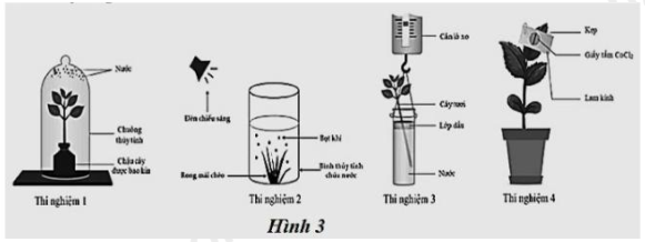 Hình 3 mô tả bốn thí nghiệm về quá trình trao đổi vật chất và năng lượng ở thực vật. (ảnh 1)