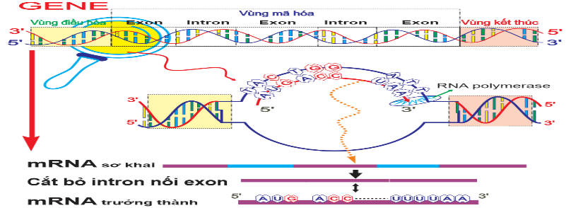 Hình 3 mô tả cơ chế di truyền cấp độ phân tử của sinh vật   Hình 3 Phát biểu nào sau đây là đúng về quá trình này? (ảnh 1)