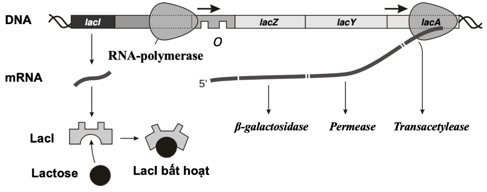 Cơ chế điều hoà biểu hiện gene của operon lac ở vi khuẩn E. coli được thể hiện trong sơ đồ sau: Kiểu gene của vi khuẩn kiểu dại kí hiệu là: I+P+O+Z+Y+A+. Khi phân tích DNA của các chủng vi khuẩn: lacZ-, lacY-, lacI-  (ảnh 1)