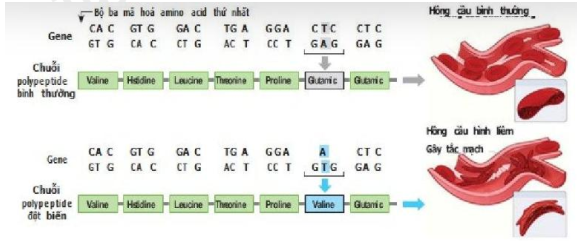Hình dưới đây mô tả cơ chế phân tử của bệnh hồng cầu hình liềm. Quan sát hình bên dưới đây và bằng kiến thức đã học hãy cho biết mỗi phát biểu sau đây đúng hay sai khi nói về đột biến hồng cầu hình liềm? (ảnh 1)