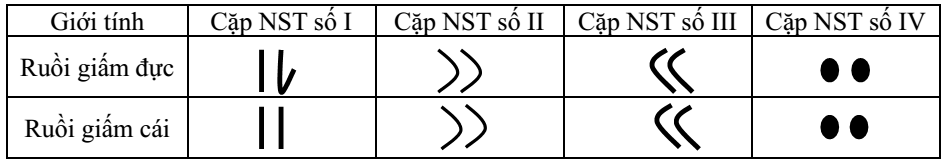 Hình 1 dưới đây mô tả hình thái các cặp nhiễm sắc thể trong bộ nhiễm sắc thể lưỡng bội (2n = 8) ở ruồi giấm bình thường. (ảnh 1)