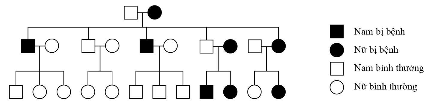 Phả hệ dưới đây mô tả một bệnh do allele lặn của một gene  có 2 allele nằm trên NST thường quy định. Có thể biết chắc chắn kiểu gene  của bao nhiêu người trong phả hệ này? (ảnh 1)