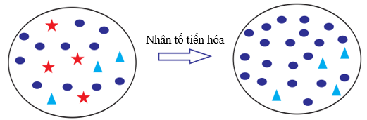 Hình ảnh bên mô tả tác động của một nhân tố tiến hóa nào? 	A. Giao phối không ngẫu nhiên. 	B. Chọn lọc tự nhiên. 	C. Dòng gene (nếu có chỉ có thể phát tán đến). 	D. Đột biến. (ảnh 1)