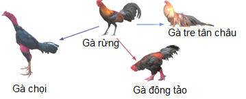 Hình 3 mô tả quá trình tạo ra các giống gà khác nhau từ gà rừng, có sự can thiệp của con người để chọn lọc các đặc điểm mong muốn. Đây là quá trình (ảnh 1)