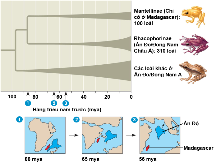 Họ ếch cây Rhacophoridae là một nhóm động vật lưỡng cư với số loài phong phú, phân bố chủ yếu ở châu Á và châu Phi. Trong số đó, hai nhóm đặc biệt là: Mantellinae và Rhacophorinae. (ảnh 1)