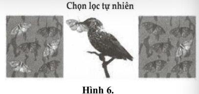 Quan sát hình 6 giải thích quá trình hình thành các đặc điểm thích nghi của loài bướm sâu đo bạch dương trong môi trường có bụi than. Một học sinh đưa ra những nhận định sau: (ảnh 1)