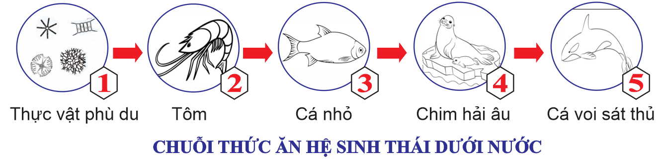 Khi xét một chuỗi thức ăn ở hệ sinh thái dưới nước như sau   Nhận định nào sau đây về chuỗi thức ăn này là đúng? (ảnh 1)