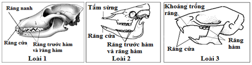 Dưới đây là hình ảnh về răng, xương sọ và dạng ống tiêu hóa của 3 loài thú là thỏ, chó sói và trâu rừng. (ảnh 1)